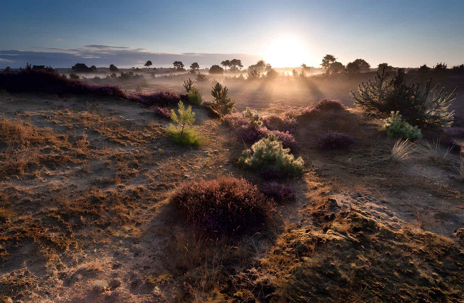 OCCOM6811031: Serene Sunrise over Purple Heather