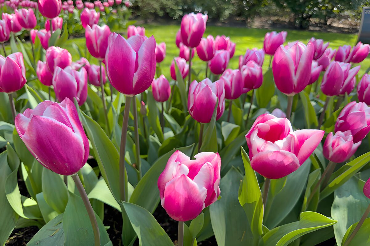 Vibrant Pink Tulip Garden
