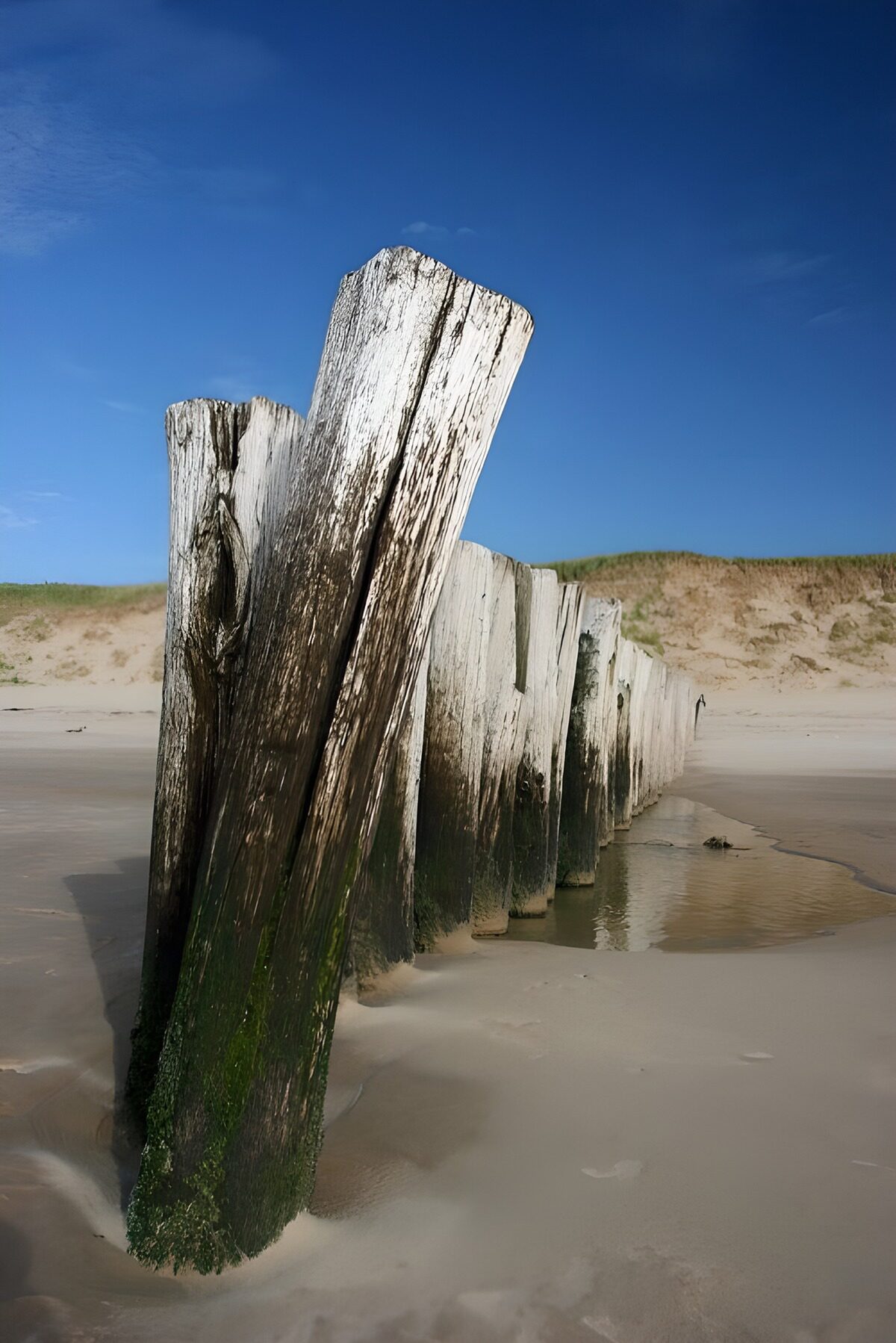 Weathered Posts by the Shore