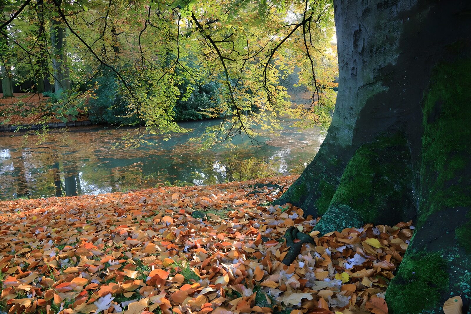 OCCOM1159805: Tranquil Autumn Reflections