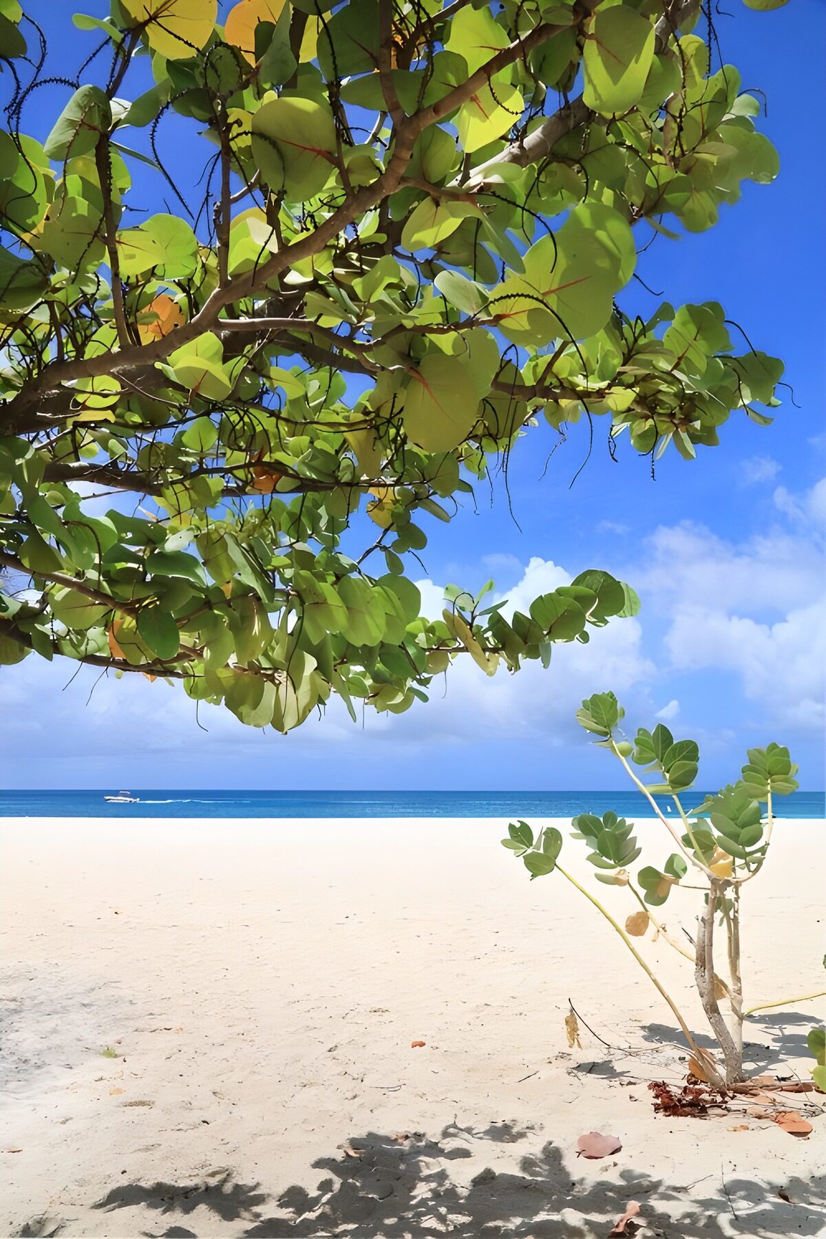 Tranquil Beach Escape