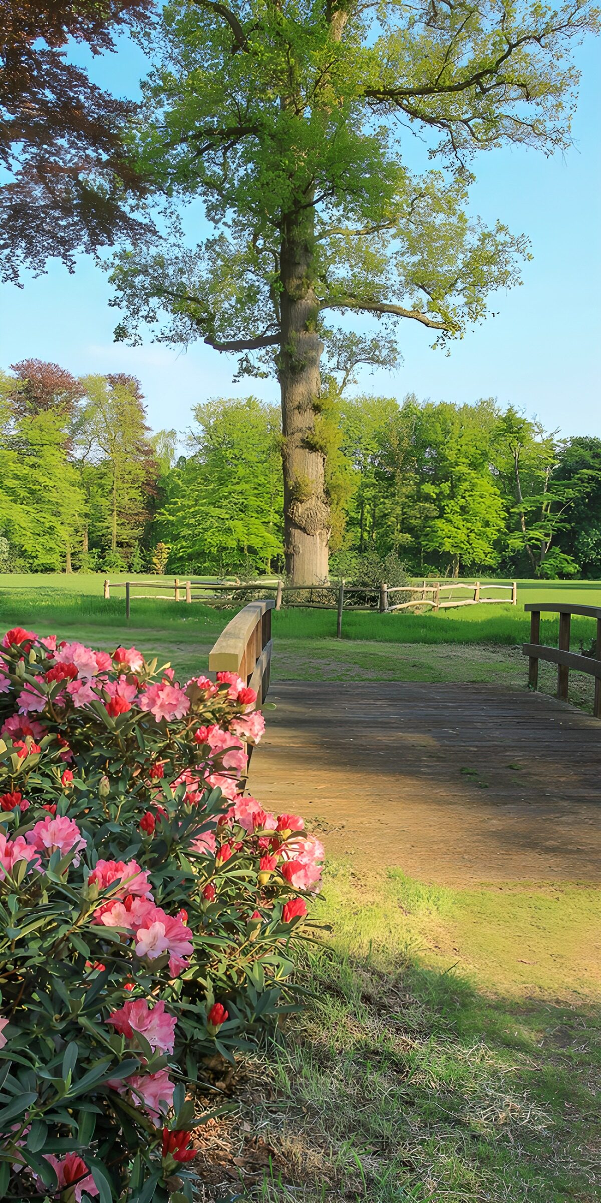 OCCOM3431330: Serene Spring Landscape
