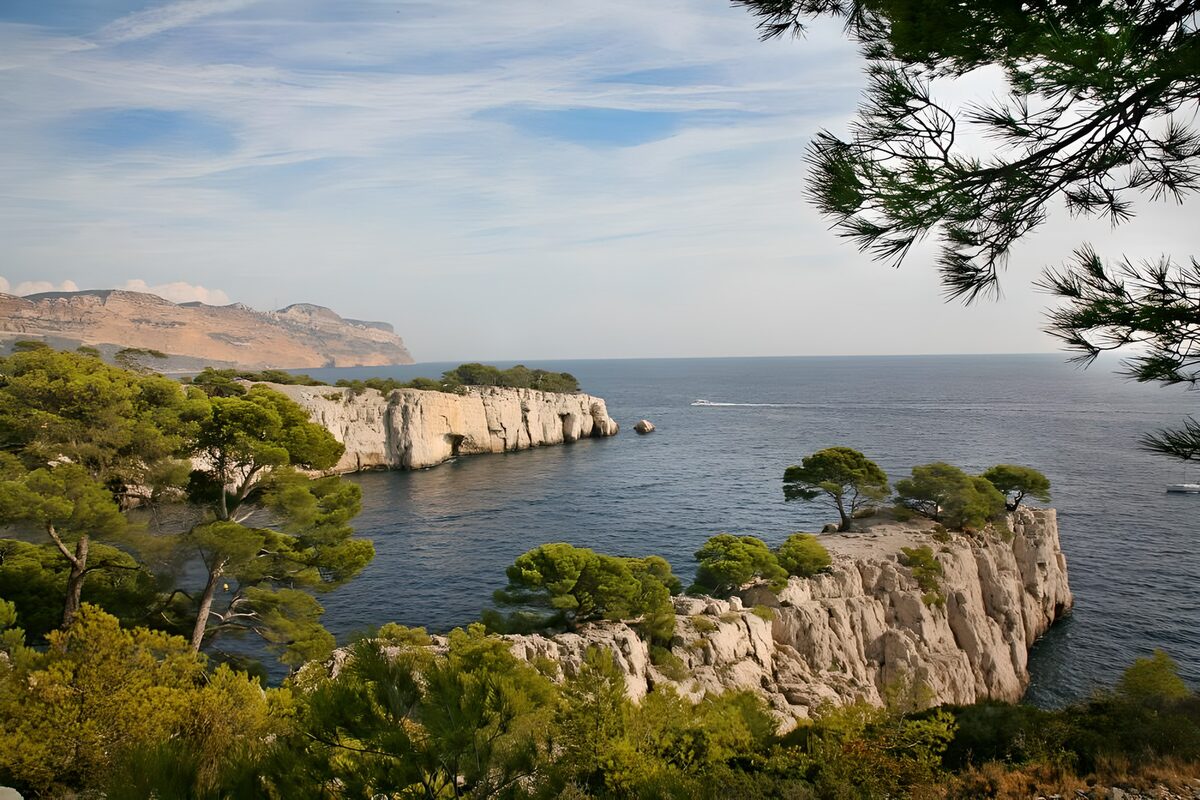 Serene Coastal View with Pine Trees