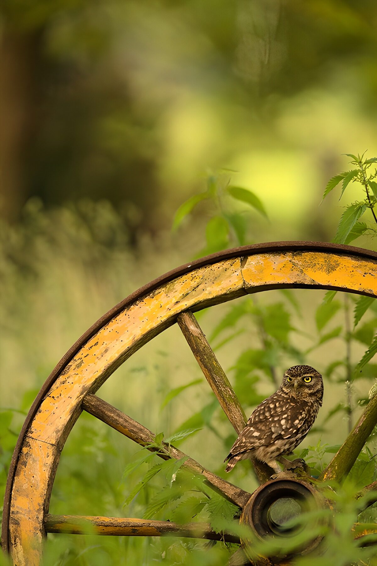 OCCOM7843241: Owl on a Rustic Wheel