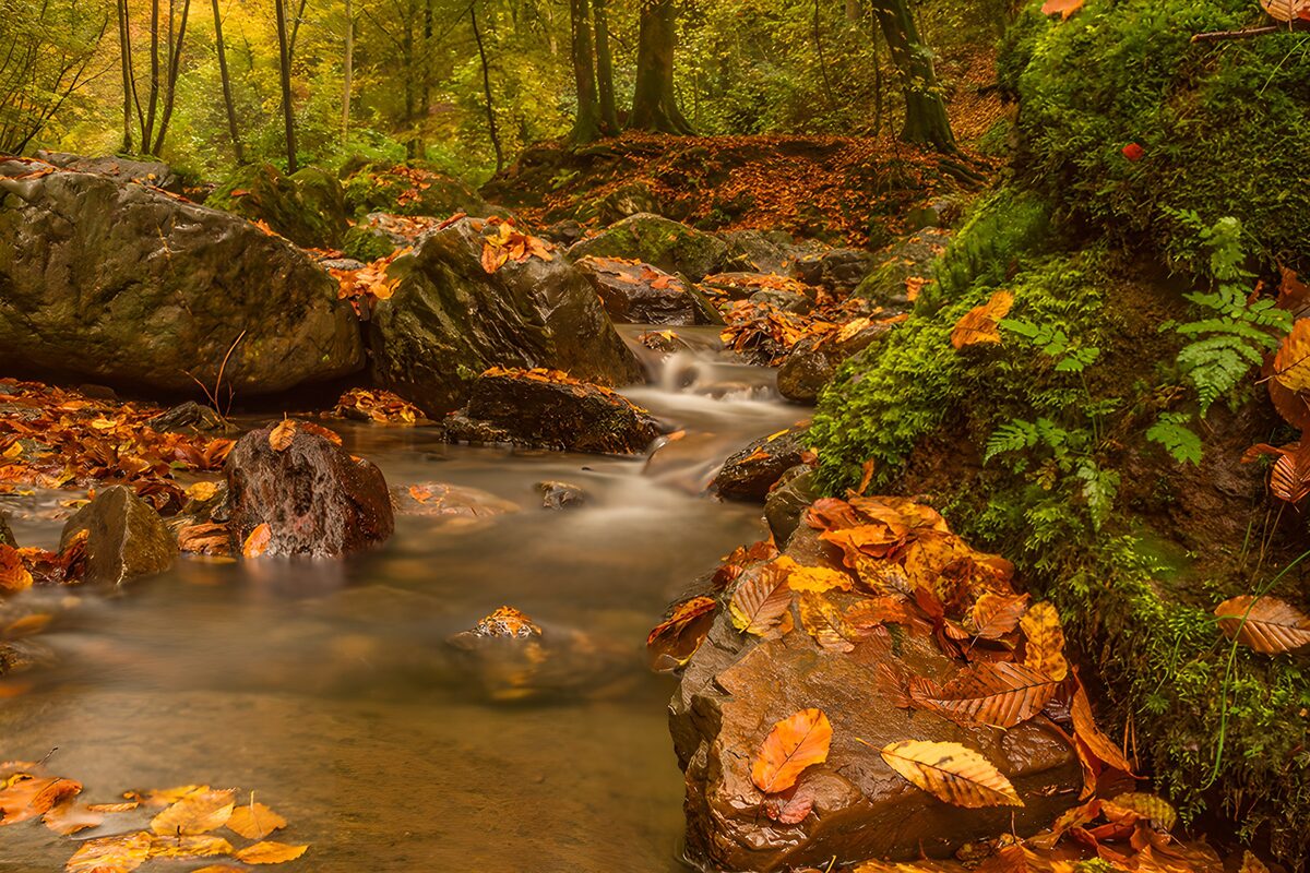 Autumn Serenity in the Forest