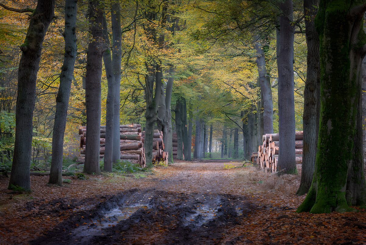 OCCOM7568898: Serene Autumn Forest Path