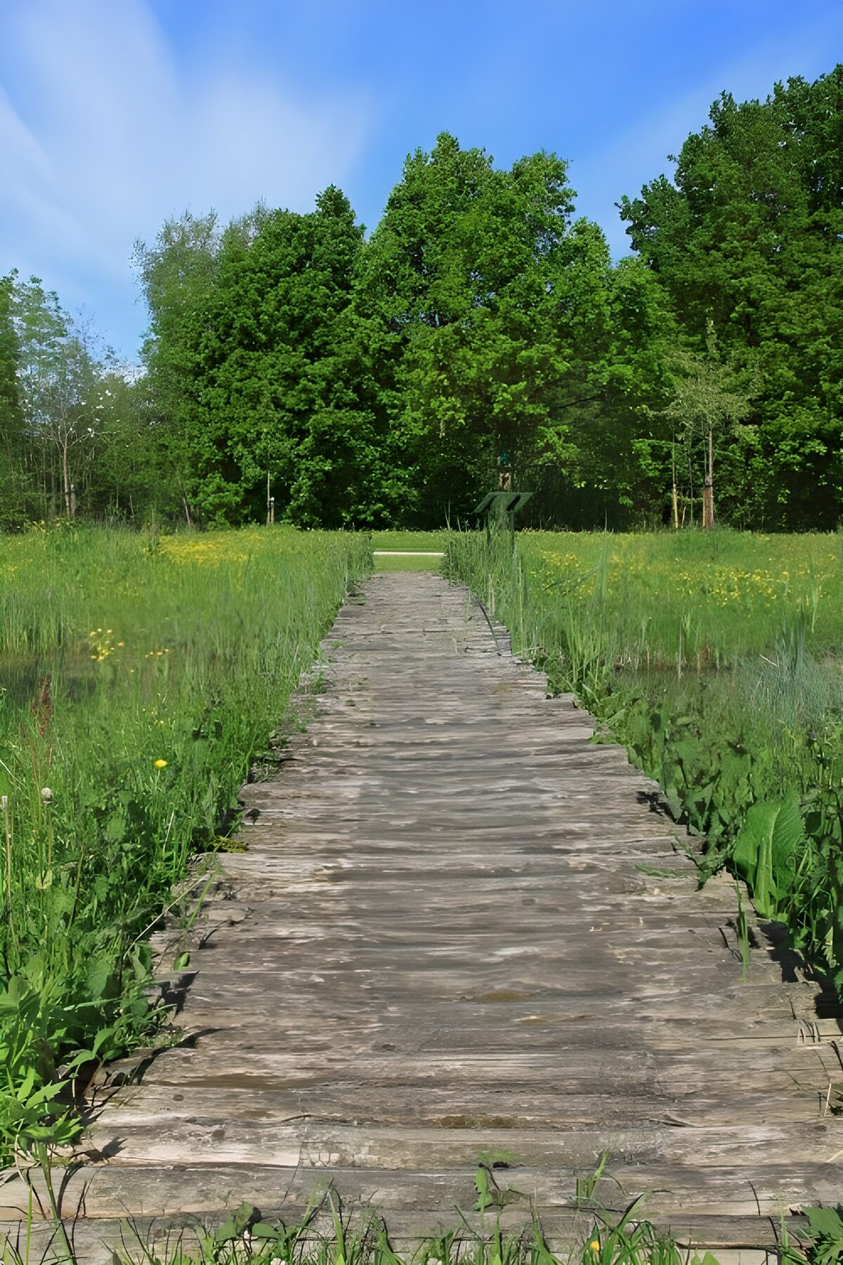 Peaceful Path Through Nature's Beauty