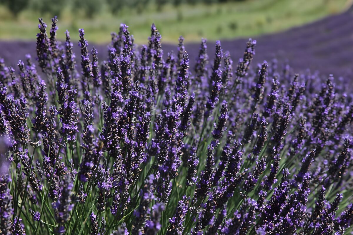 Lavender Fields in Full Bloom