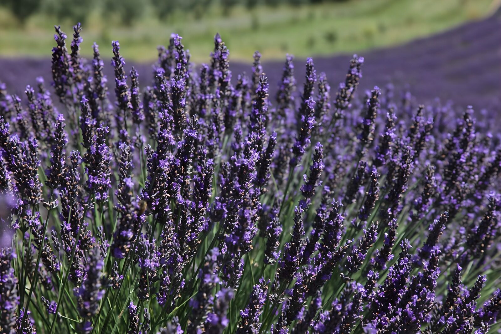 OCCOM4673139: Lavender Fields in Full Bloom