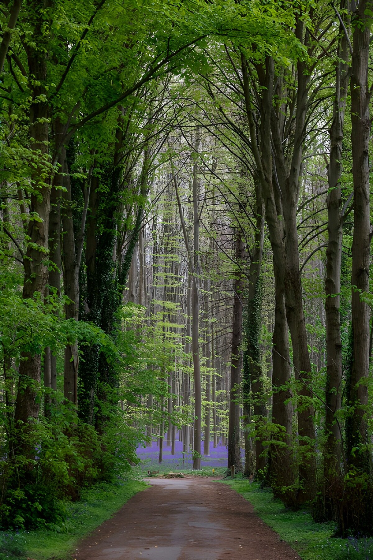 OCCOM3377962: Serene Woodland Pathway