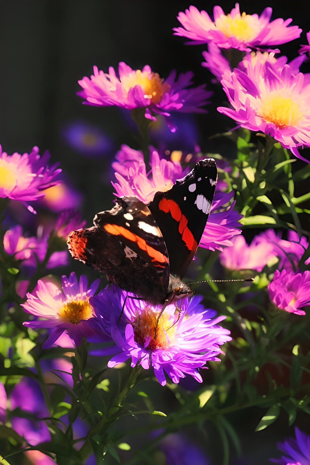 Butterfly on Purple Flowers