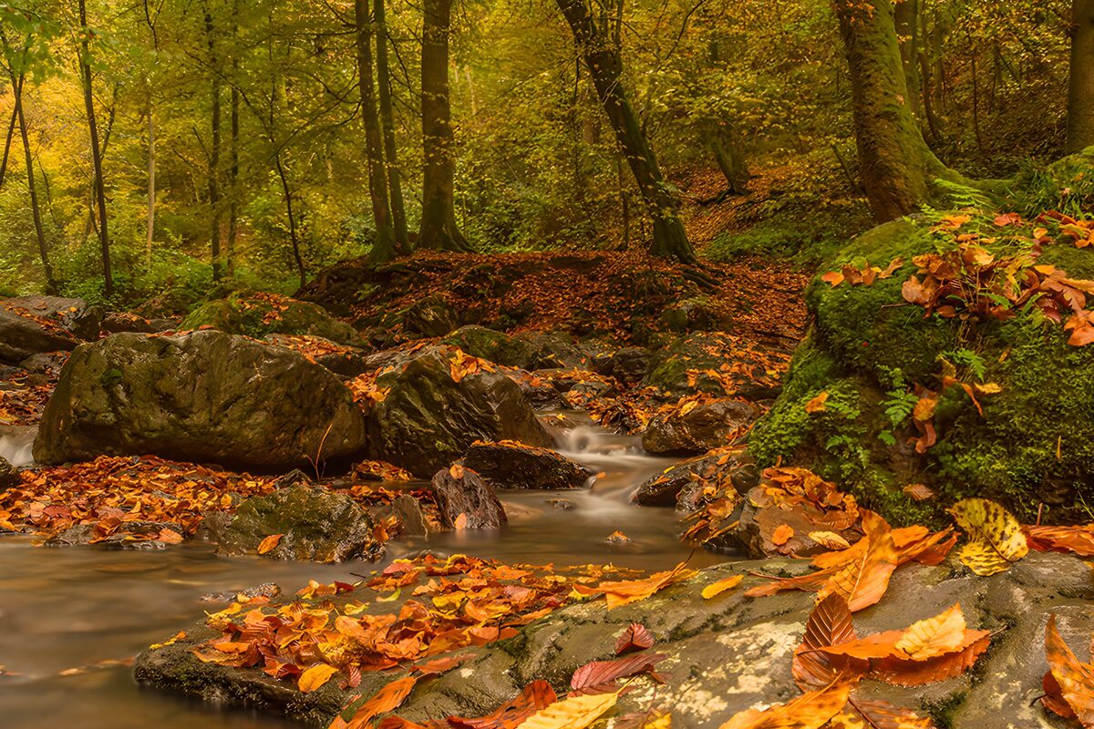 Autumn Serenity in a Misty Forest