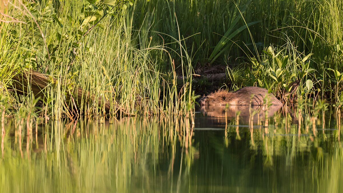 Beavers in Serenity by the Water