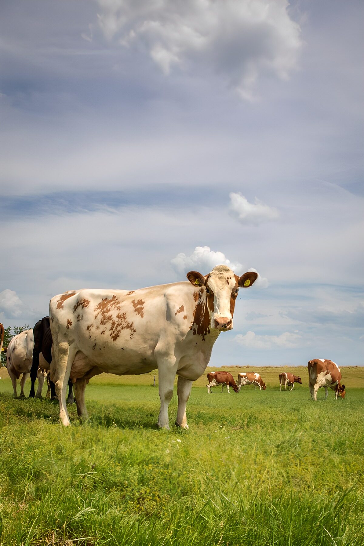 OCCOM7032247: Majestic Cow in a Sunny Pasture
