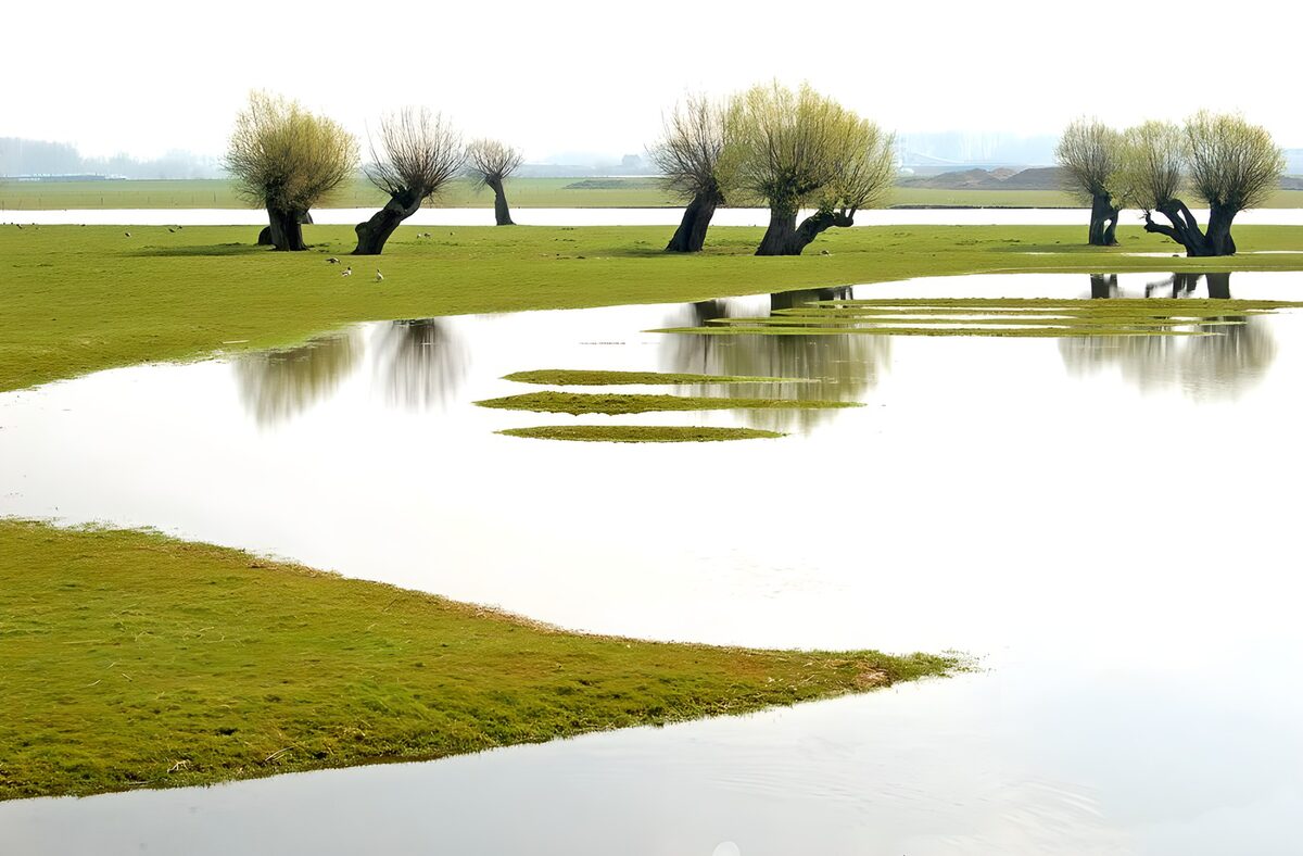 Tranquil Waterscape with Willows