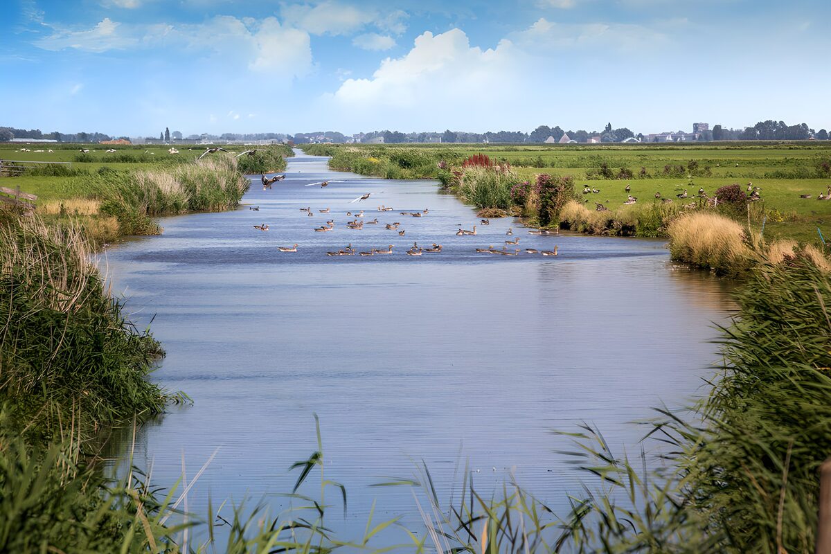 OCCOM7616717: Tranquil Marshland with Wildlife