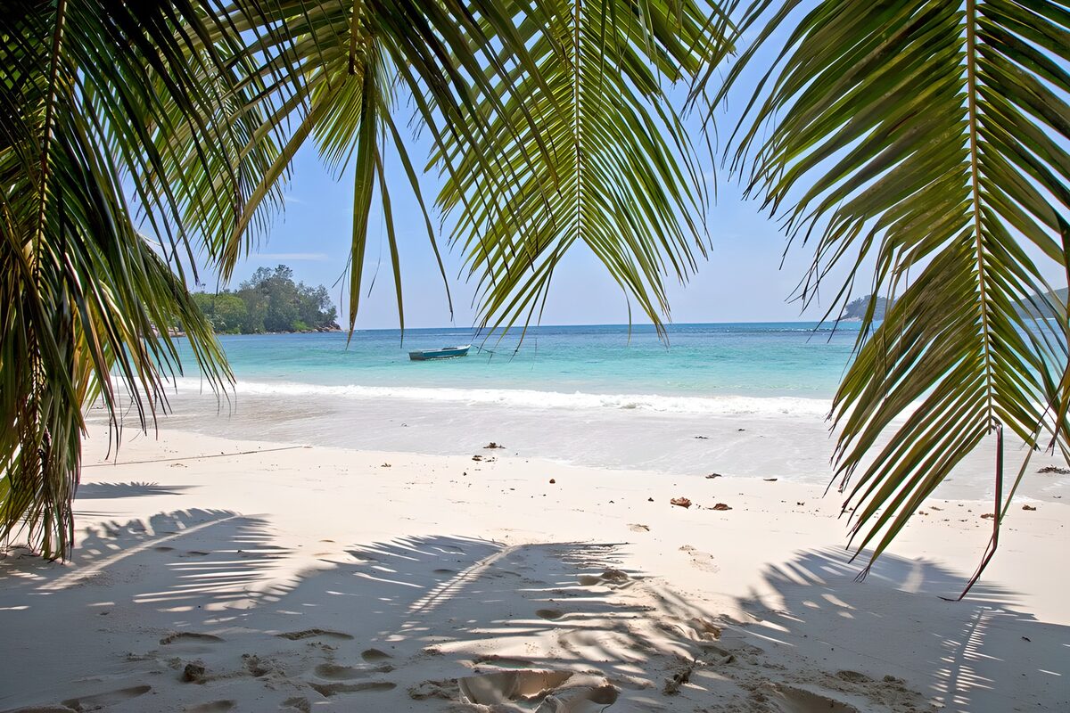 OCCOM1986494: Tropical Beach Escape