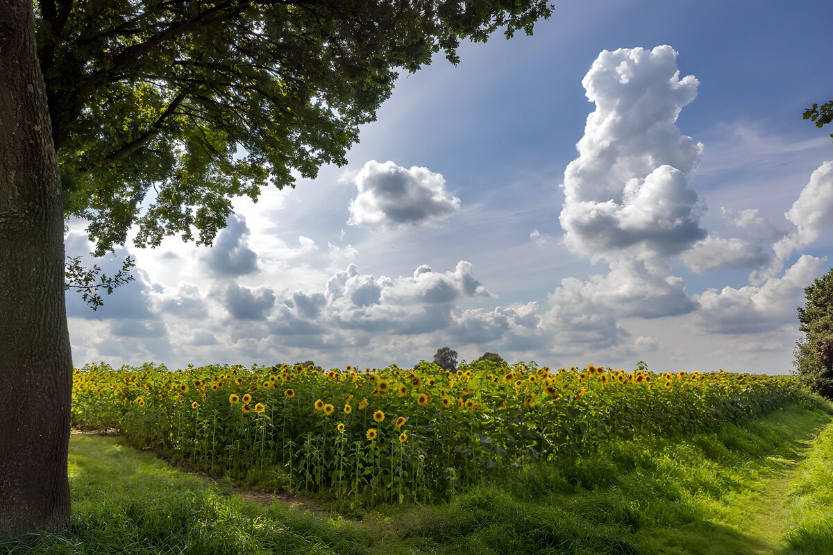 Sunflower Field Under Cloudy Skies