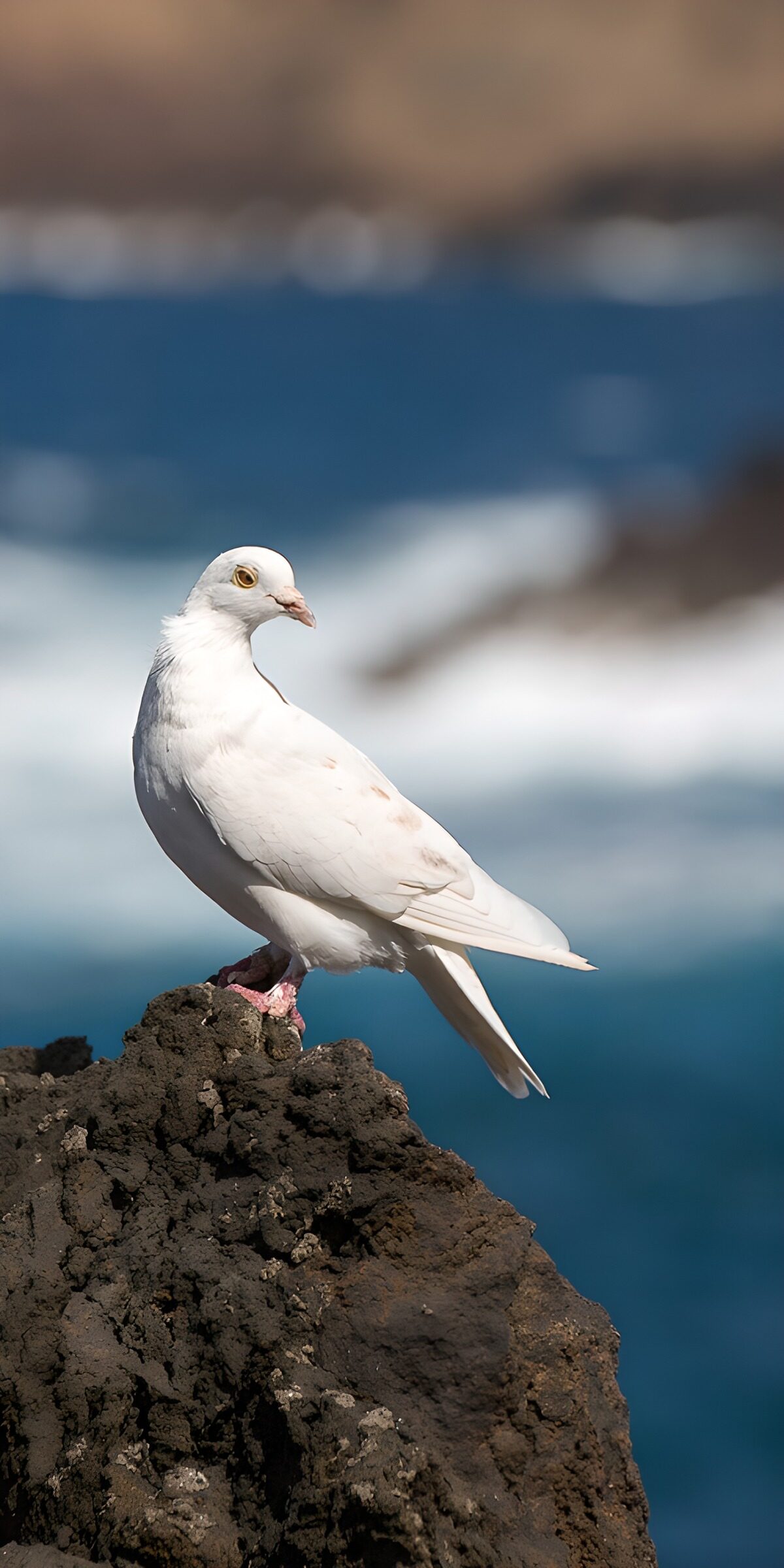 OCCOM9831276: Elegant White Dove on Rocky Coast