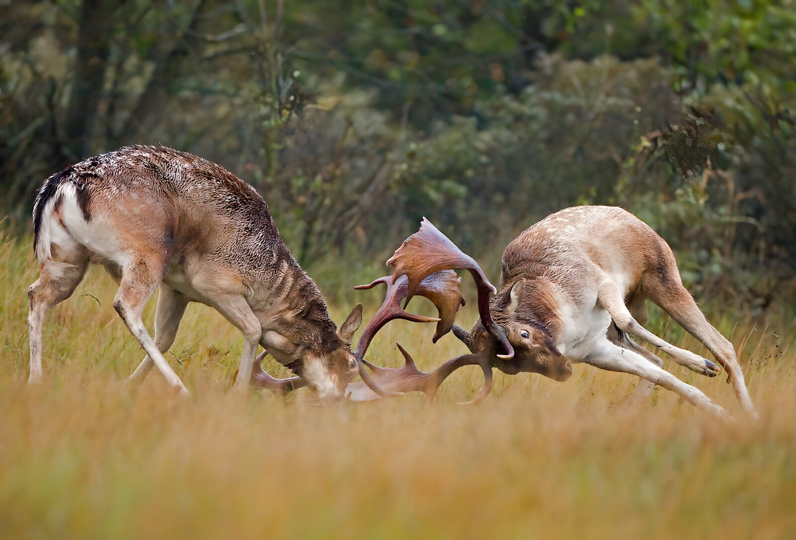 OCCOM1675867: Deer Clash in Nature's Arena