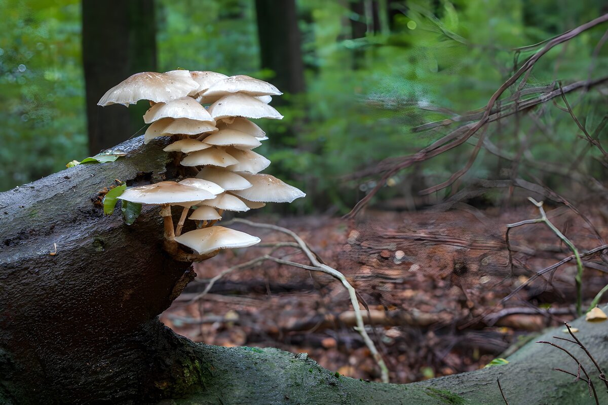 Beautiful Mushrooms on a Fallen Log