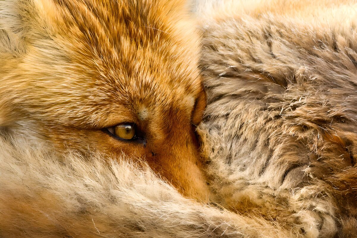 A Fox in Cozy Comfort