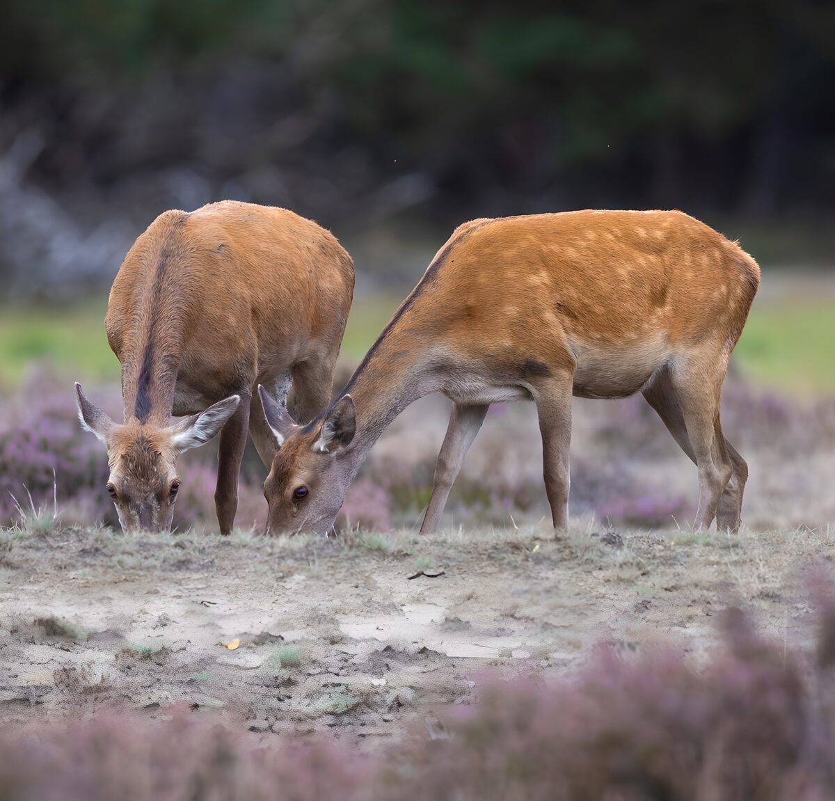 OCCOM1583164: Grazing Deer in a Serene Landscape