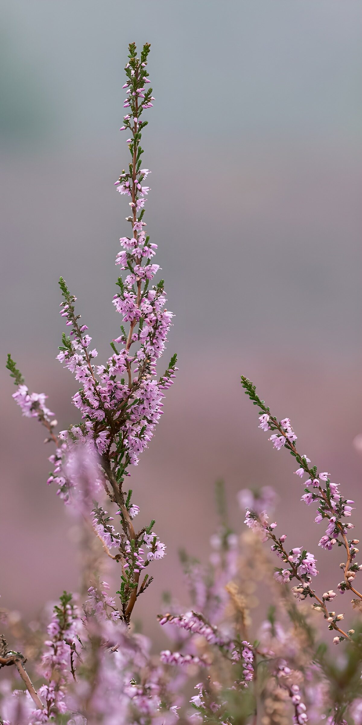 OCCOM7356376: Delicate Pink Heather Blooms