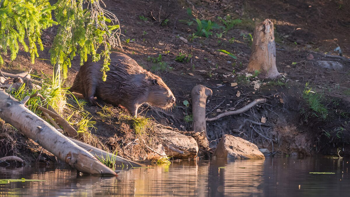Beaver by the Water's Edge