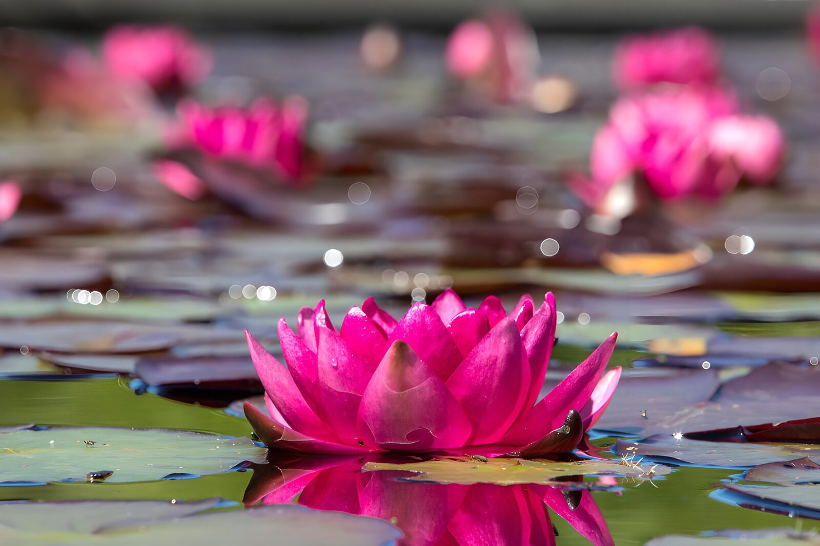 OCCOM5425364: Serenity of Pink Water Lilies