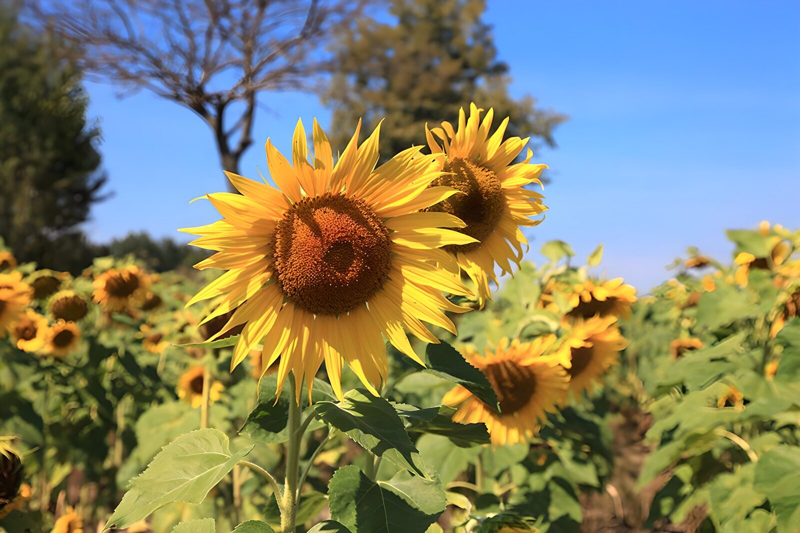 OCCOM2566090: Sunny Sunflowers in Bloom