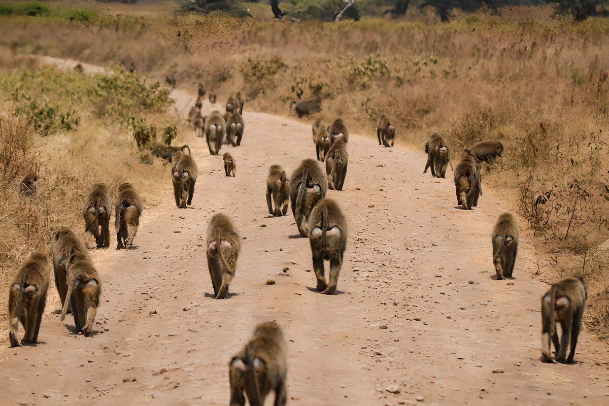 Baboons on the Move