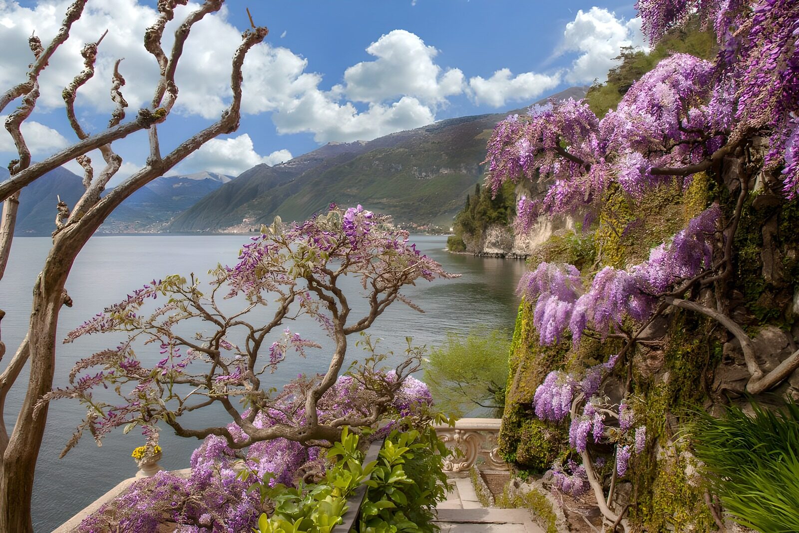 OCCOM6434899: Serene Lakeside with Wisteria Blossoms