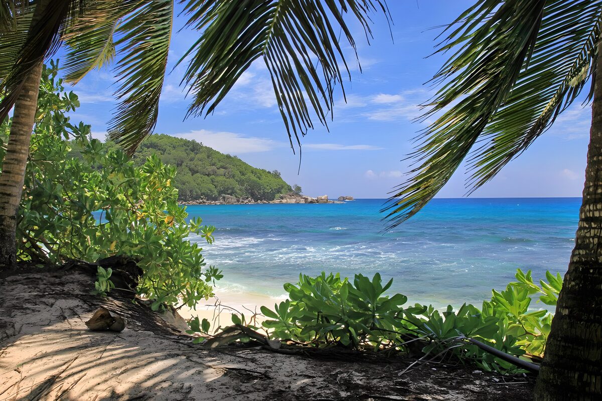 OCCOM8066803: Tropical Paradise Escape