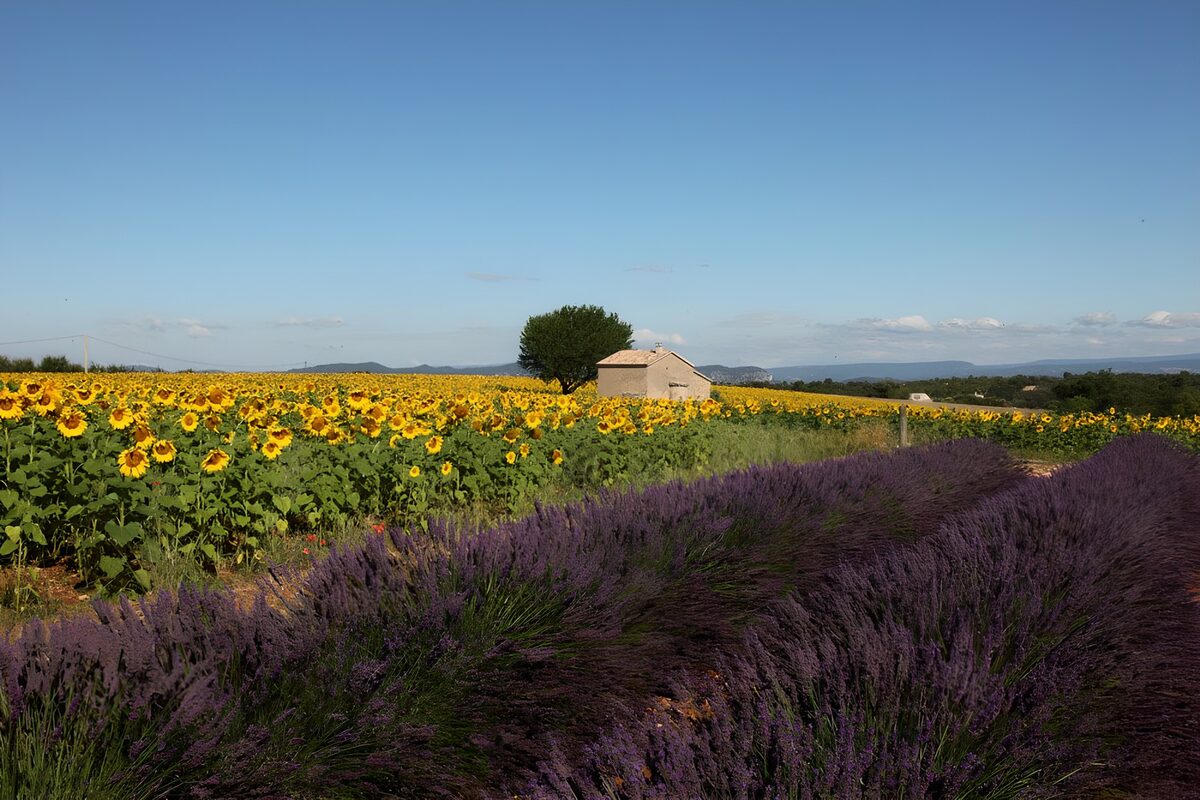 OCCOM9661938: Vibrant Sunflower and Lavender Fields