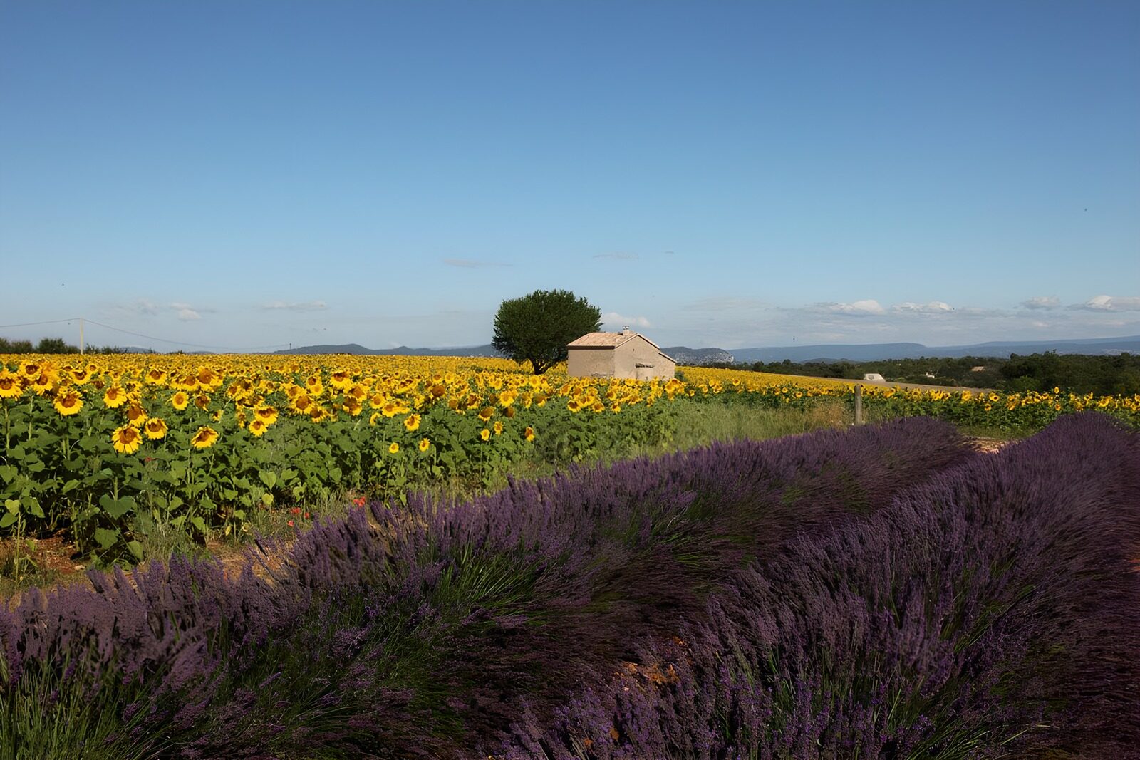 OCCOM9661938: Vibrant Sunflower and Lavender Fields