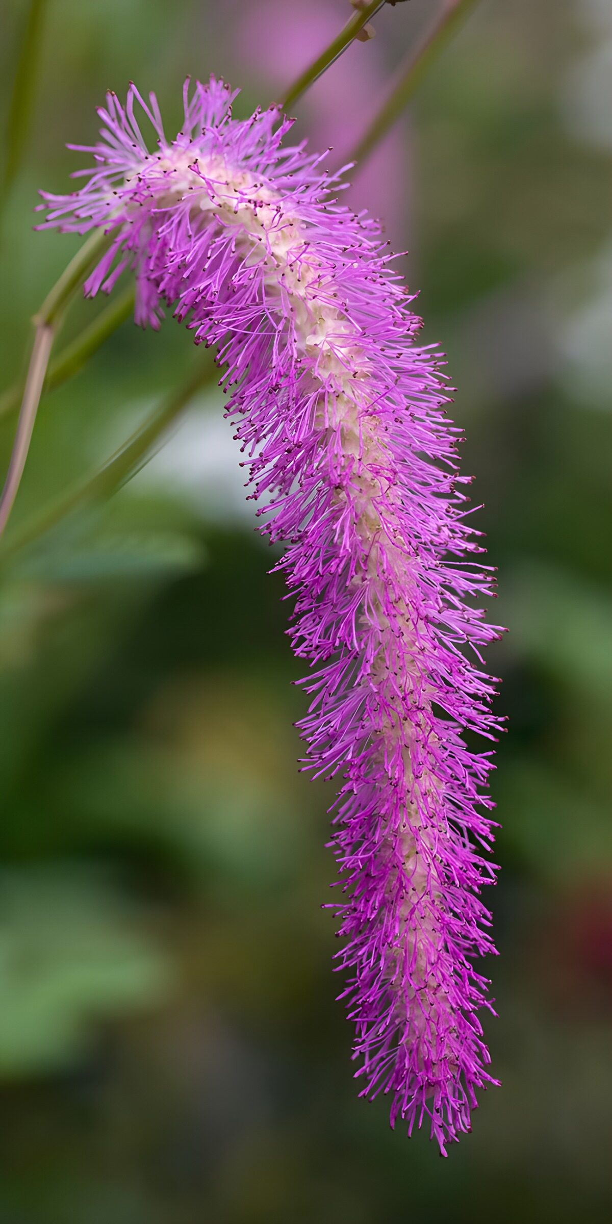 OCCOM7181292: Vibrant Pink Flower Spike