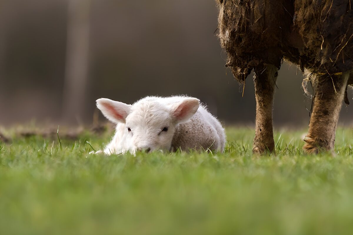Gentle Lamb Resting on Soft Grass