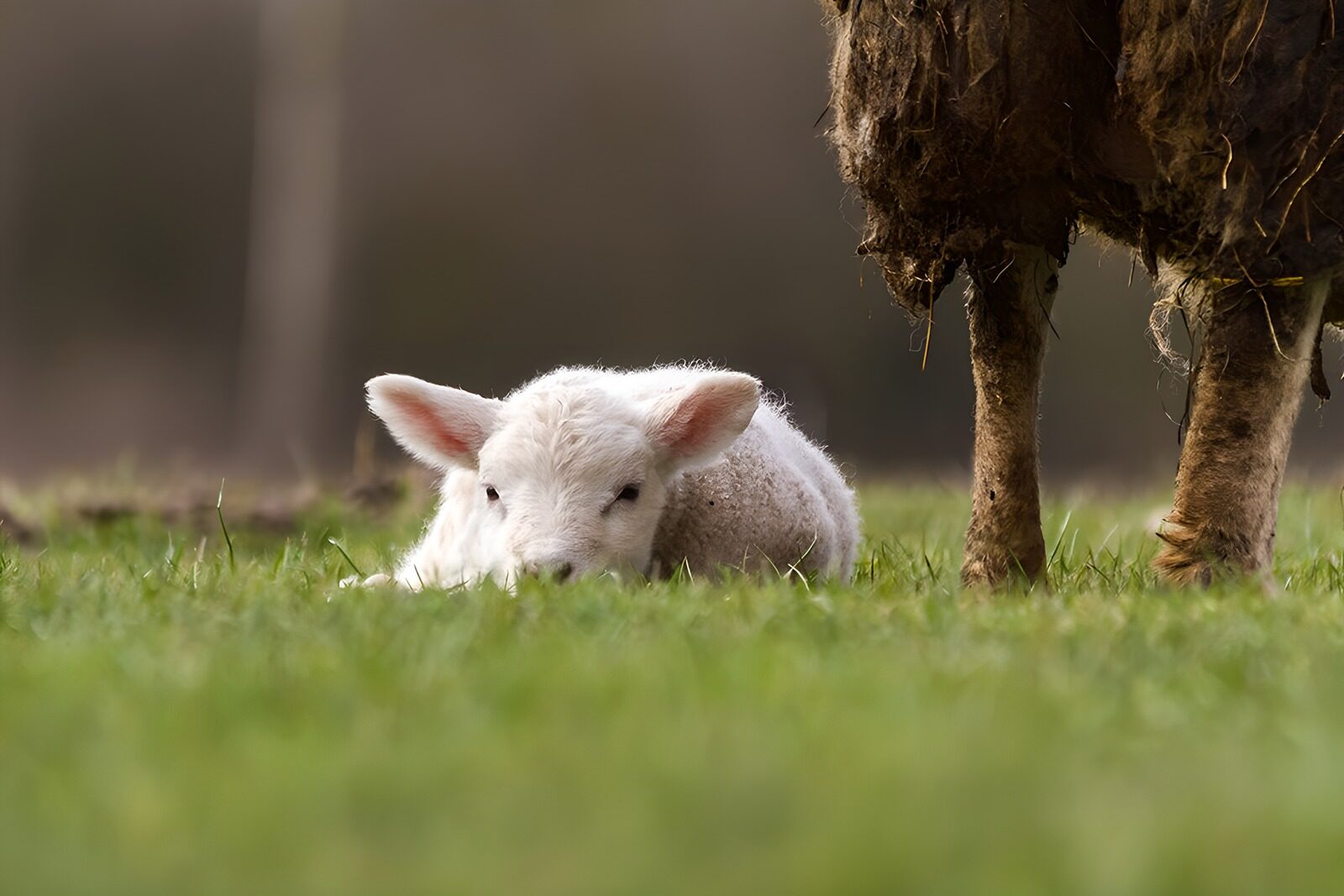 OCCOM6815398: Gentle Lamb Resting on Soft Grass