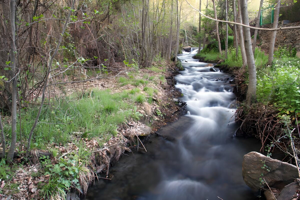 Serene Stream in a Forest