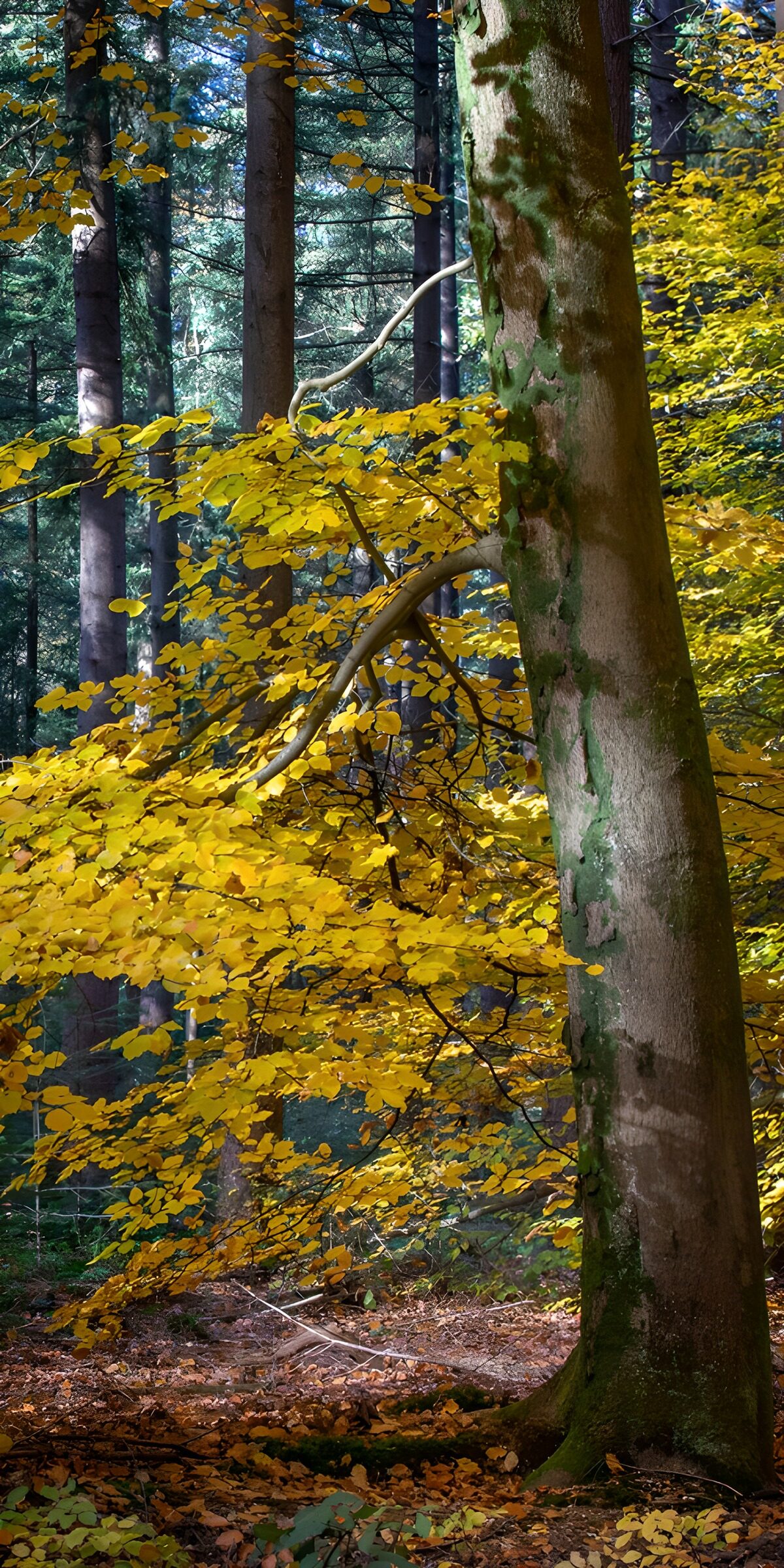 OCCOM2740966: Golden Leaves Among Tall Trees