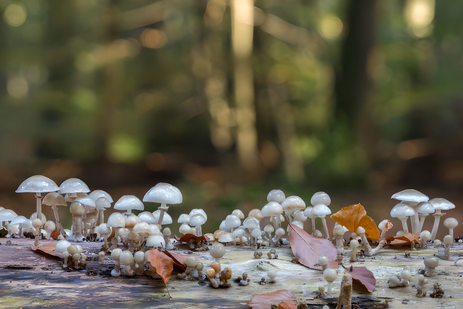OCCOM4596868: Enchanted Forest Mushrooms