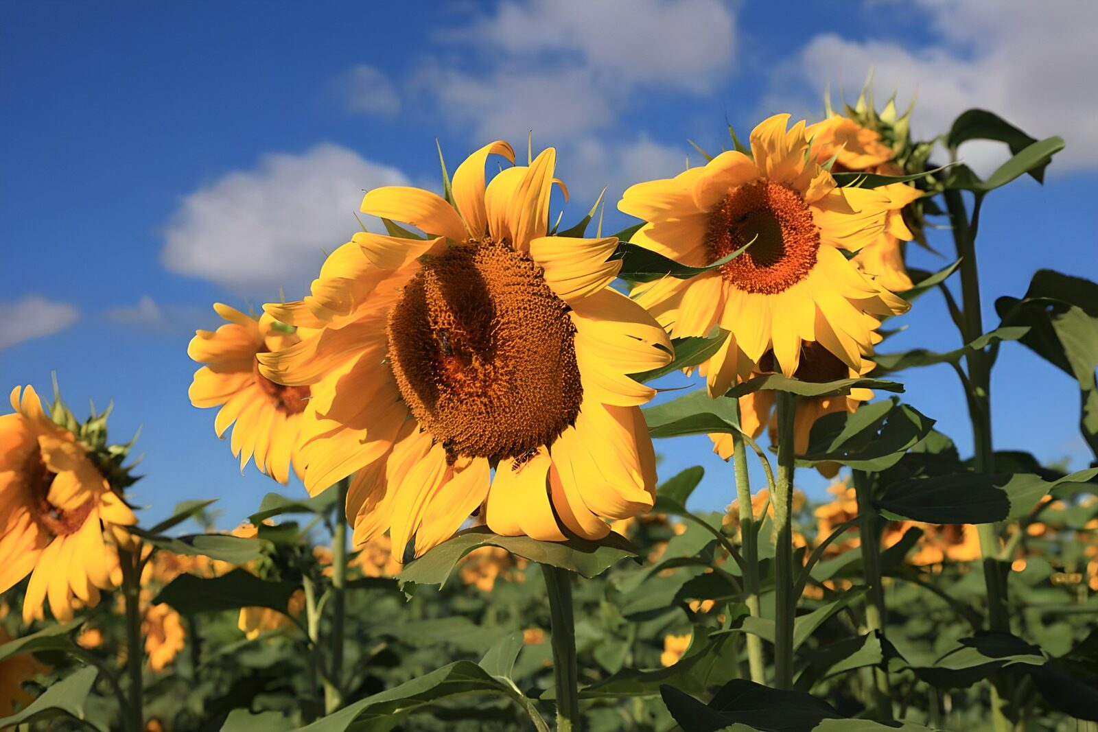 OCCOM7516225: Vibrant Sunflowers Under Blue Skies