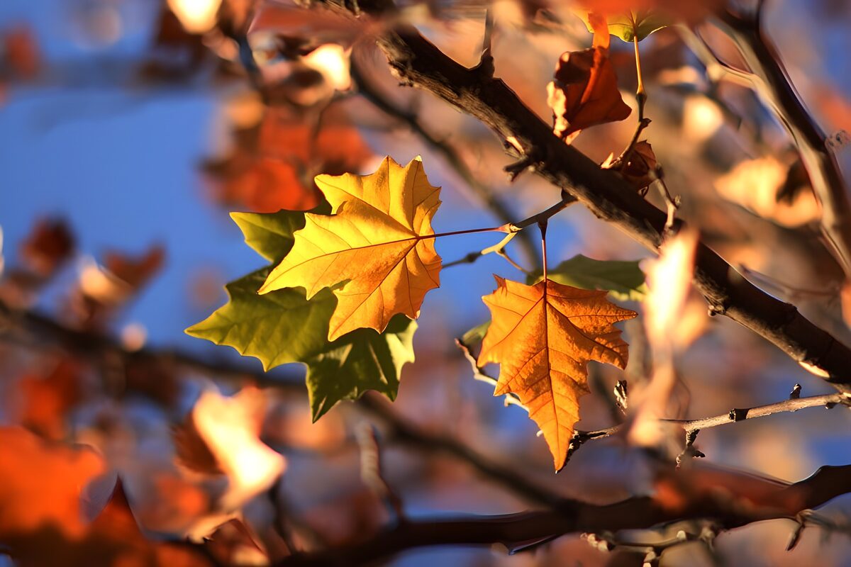 Autumn Leaves in Vibrant Colors