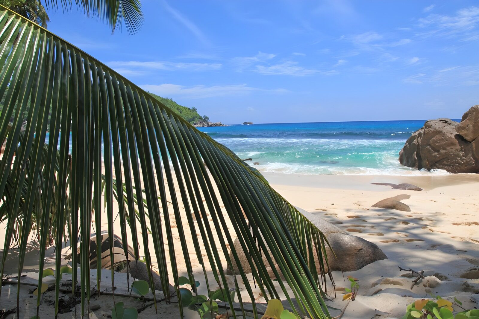 OCCOM6455139: Tropical Beach Paradise