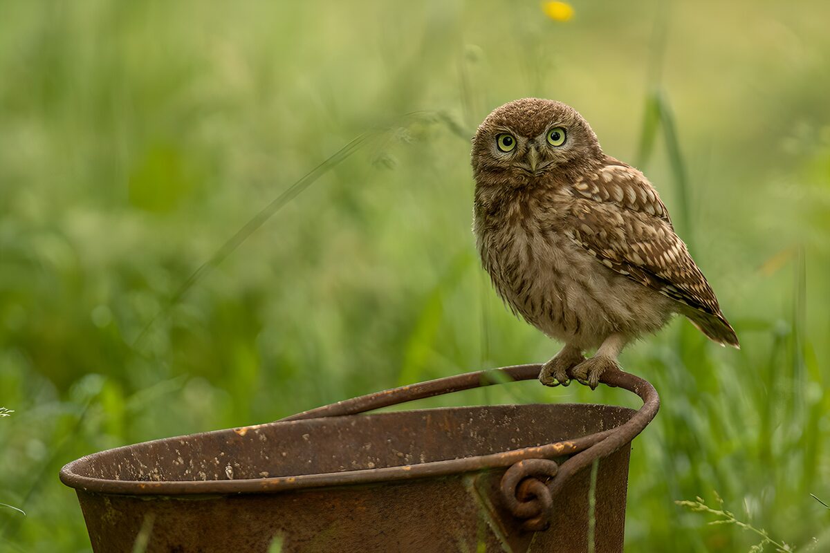 OCCOM5974623: Curious Little Owl on a Bucket