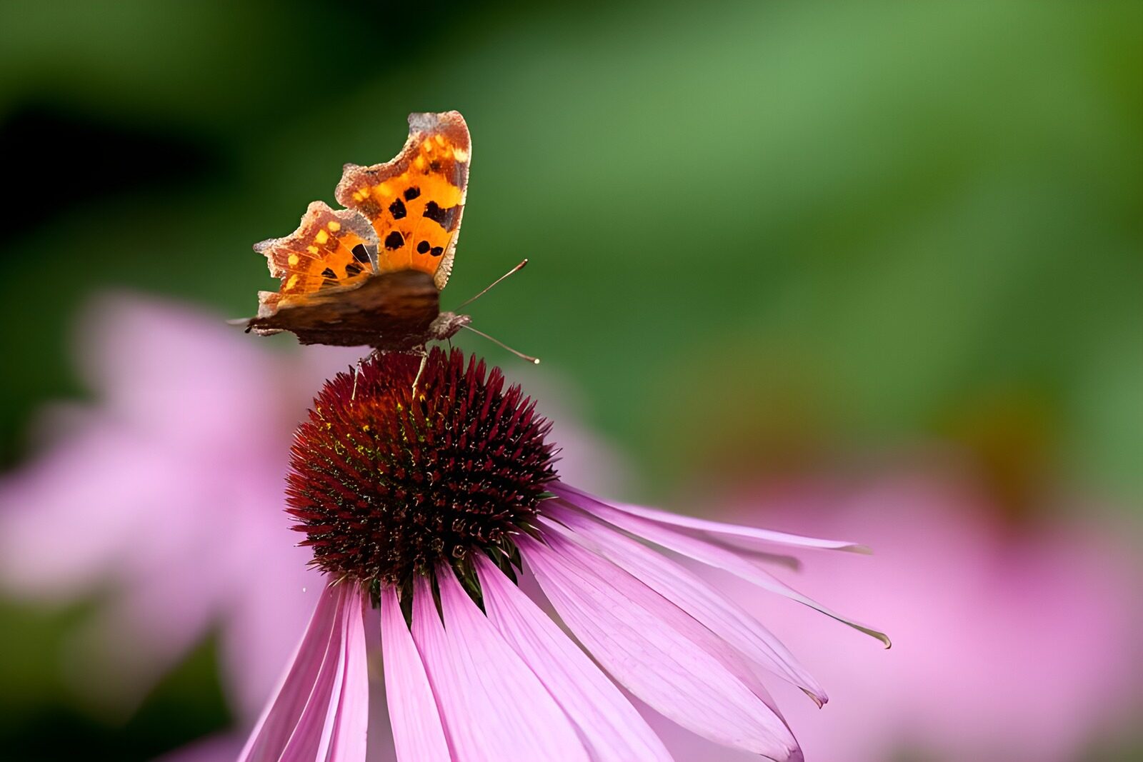 OCCOM8760984: A Butterfly's Delight on a Flower