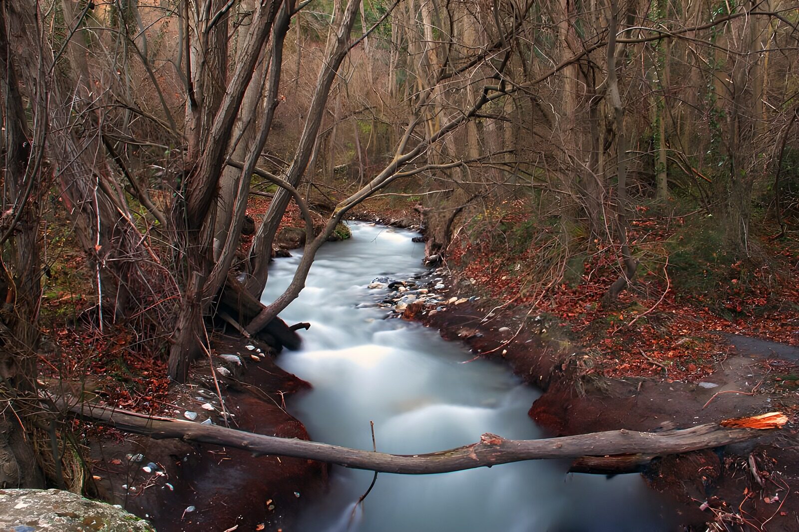 OCCOM7834015: Serene Forest Stream