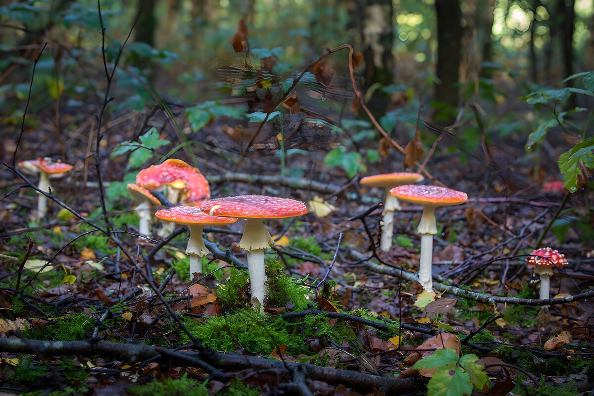 Enchanting Forest Fungi