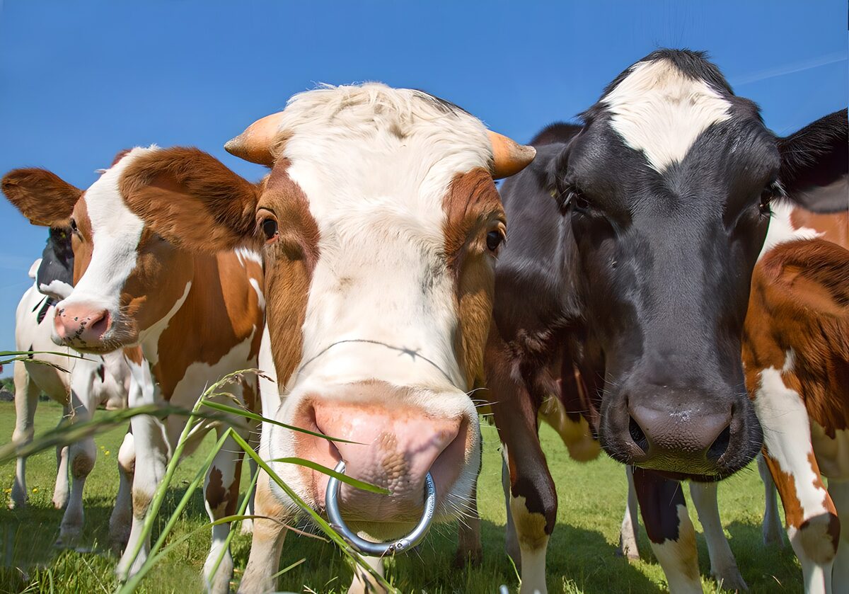 Curious Cows in the Meadow